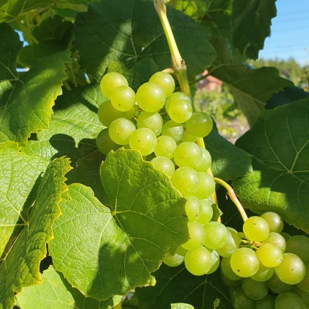Winorośl Cayuga White 2L