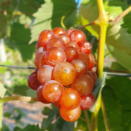 Winorośl Somerset bezpestkowa 2L