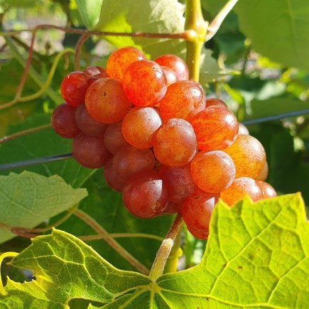 Winorośl Somerset bezpestkowa 2L