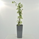 Wiciokrzew pomorski Harlequin Sherlite 2L
