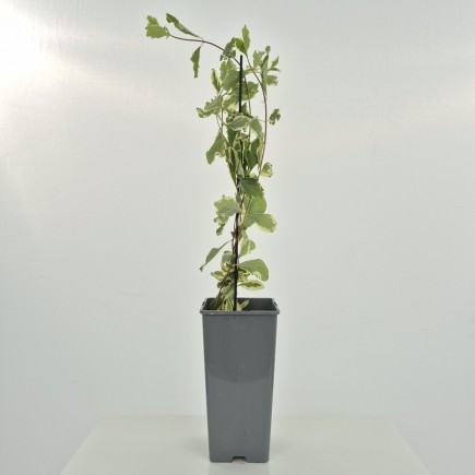 Wiciokrzew pomorski Harlequin Sherlite 2L