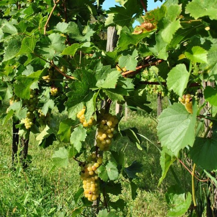 Winorośl jasna Super Ekstra Cytryn 2L