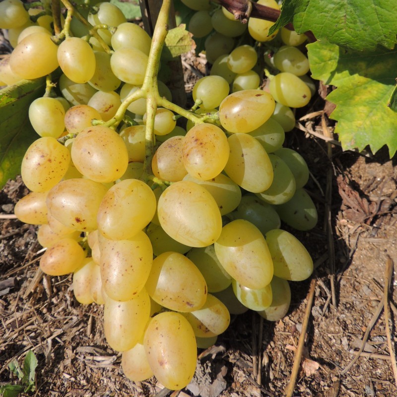 Winorośl jasna Super Ekstra Cytryn 2L