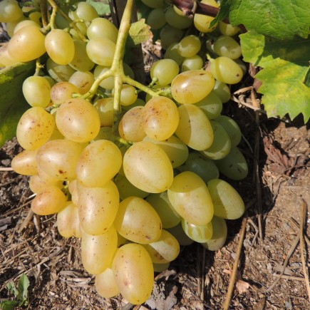 Winorośl jasna Super Ekstra...