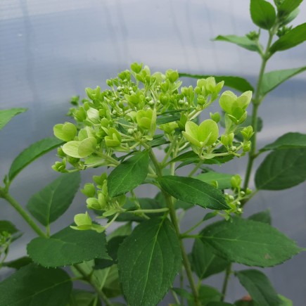 Hortensja bukietowa Candlelight PBR 2L