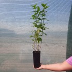 Hortensja bukietowa Candlelight PBR 2L