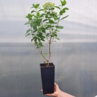 Hortensja bukietowa Candlelight PBR 2L