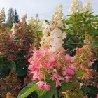 Hortensja bukietowa Candlelight PBR 2L