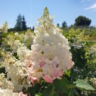 Hortensja bukietowa Candlelight PBR 2L