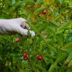 Borówka amerykańska Pink Lemonade 2L