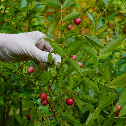Borówka amerykańska Pink Lemonade 2L