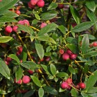 Borówka amerykańska Pink Lemonade 1L