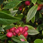 Borówka amerykańska Pink Lemonade 1L