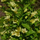 Krzewuszka Middendorfa 2L