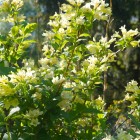 Krzewuszka Middendorfa 2L