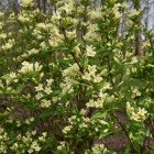 Krzewuszka Middendorfa 2L