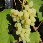 Winorośl Neptun bezpestkowa 2L