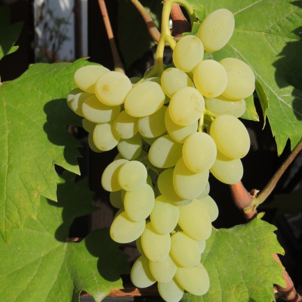 Winorośl Neptun bezpestkowa 2L