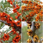 Rokitnik pakiet N2 Aromatnaja, Podarok Sadu, męski Hikul 2L