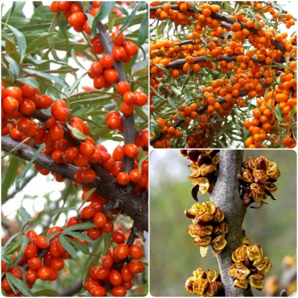 Rokitnik pakiet N2 Aromatnaja, Podarok Sadu, męski Hikul 2L