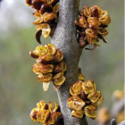 Rokitnik pakiet N2 Aromatnaja, Podarok Sadu, męski Hikul 2L