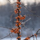 Rokitnik pakiet N2 Aromatnaja, Podarok Sadu, męski Hikul 2L