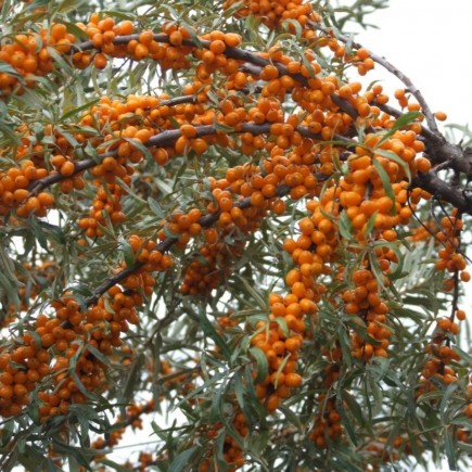 Rokitnik pakiet N2 Aromatnaja, Podarok Sadu, męski Hikul 2L