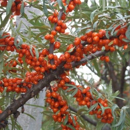 Rokitnik pakiet N2 Aromatnaja, Podarok Sadu, męski Hikul 2L