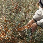 Rokitnik pakiet N2 Aromatnaja, Podarok Sadu, męski Hikul 2L