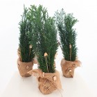 Ozdoba świąteczna - stroik Cyprysik ozdobiona mini choinka 1L