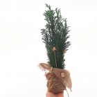 Ozdoba świąteczna - stroik Cyprysik ozdobiona mini choinka 1L