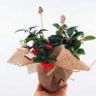 Ozdoba świąteczna - stroik Golteria rozesłana 1L