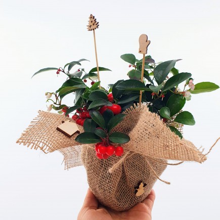 Ozdoba świąteczna - stroik Golteria rozesłana 1L