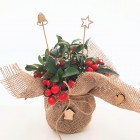 Ozdoba świąteczna - stroik Golteria rozesłana 1L