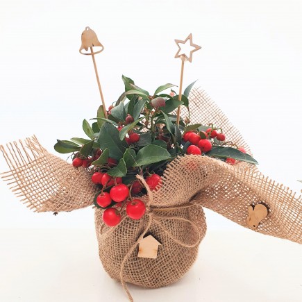 Ozdoba świąteczna - stroik Golteria rozesłana 1L