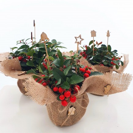 Ozdoba świąteczna - stroik Golteria rozesłana 1L