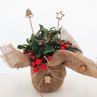 Ozdoba świąteczna - stroik Golteria rozesłana 1L