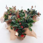 Ozdoba świąteczna - stroik Golteria rozesłana 1L