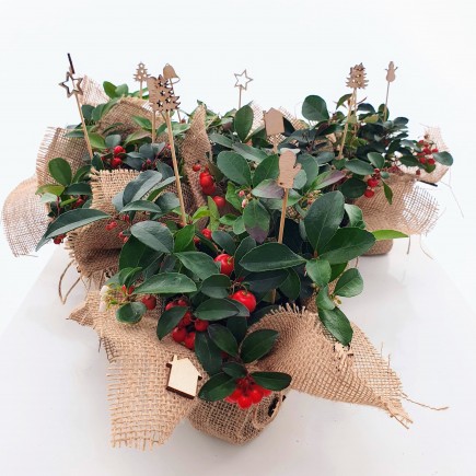 Ozdoba świąteczna - stroik Golteria rozesłana 1L