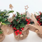 Ozdoba świąteczna - stroik Golteria rozesłana 1L