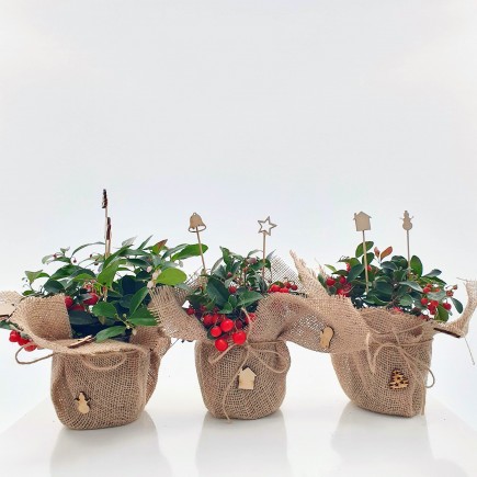 Ozdoba świąteczna - stroik Golteria rozesłana 1L