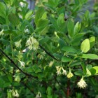 Jagoda kamczacka Docz Velikana 1L