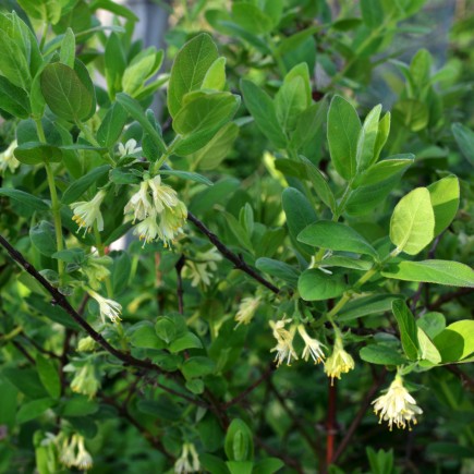 Jagoda kamczacka Indigo Gem 1L