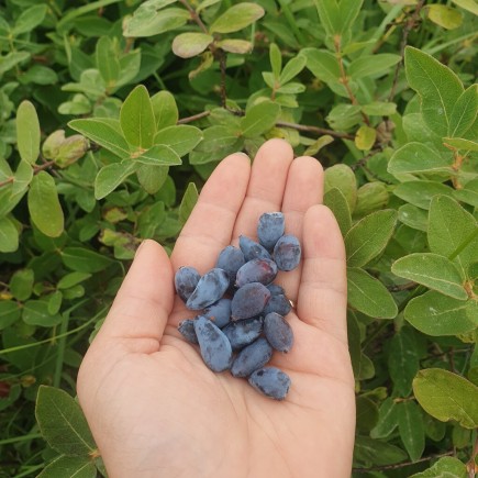 Jagoda kamczacka Indigo Gem 1L