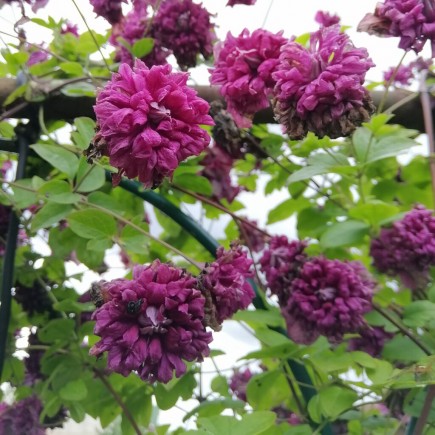 Powojnik Purpurea Plena Elegans włoski 2L