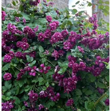 Powojnik Purpurea Plena Elegans włoski 2L