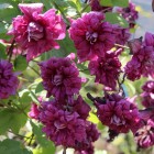 Powojnik Purpurea Plena Elegans włoski 2L