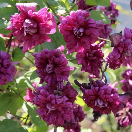 Powojnik Purpurea Plena...