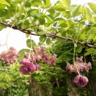 Akebia pięciolistkowa 1L