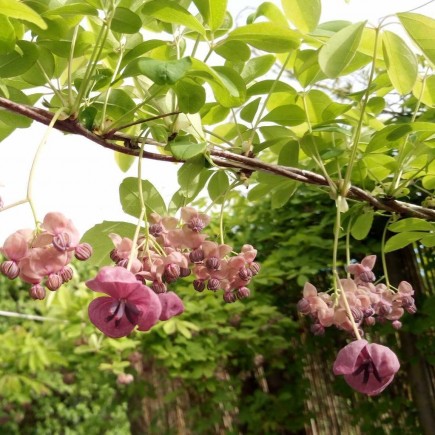 Akebia pięciolistkowa 1L